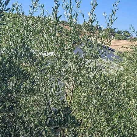 Ph Olive Mountain Escape In * Himare