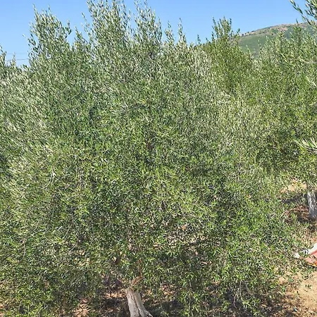 Ph Olive Mountain Escape In Apartamento
