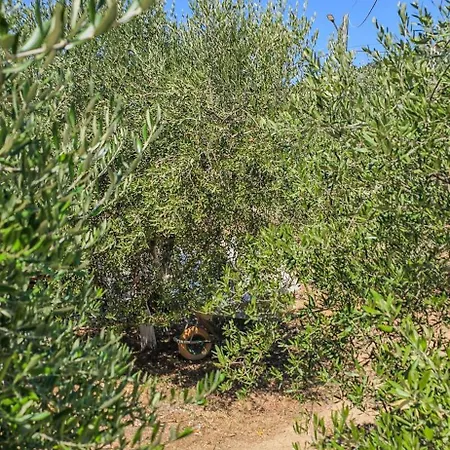 Ph Olive Mountain Escape In